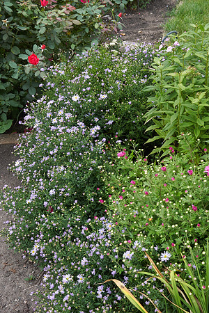 Chrysanthemum 'Ryan's Pink'