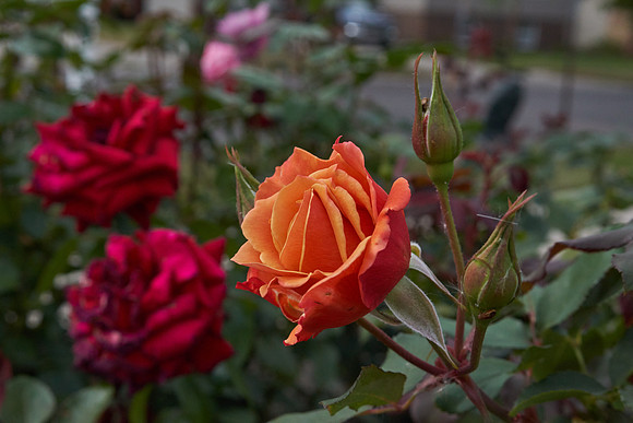 Rose 'Tuscan Sun'