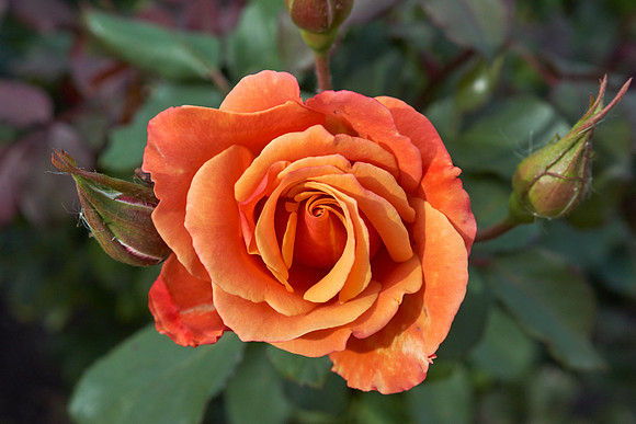 Rose 'Tuscan Sun'