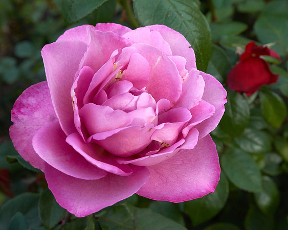 Rose 'Royal Amethyst'