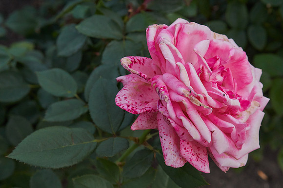 Rose 'Canada Bloom'