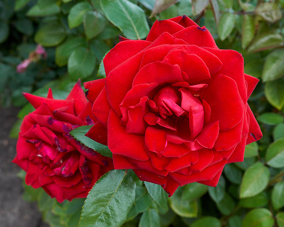 Rose 'Ingrid Bergman'