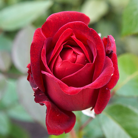 Rose 'Ingrid Bergman'