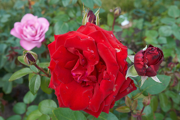 Rose 'Ingrid Bergman'