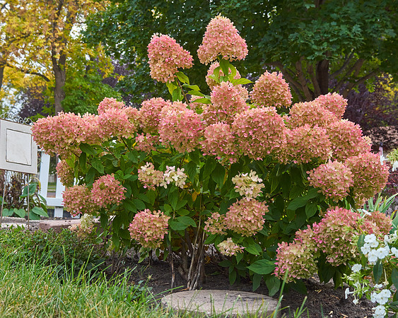 Hydrangea 'Little Lime'