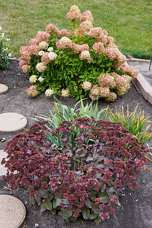 Sedum 'Xenox'