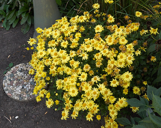 Chrysanthemum 'Morden Canary'