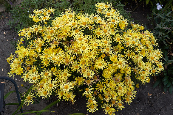 Chrysanthemum 'Mammoth Yellow'