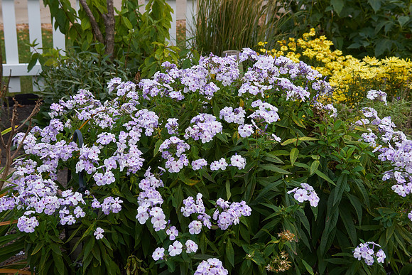 Phlox 'Blue Flame'