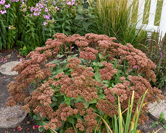 Sedum 'Black Jack'