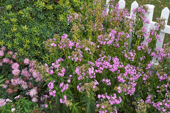 Phlox 'Baby Face'