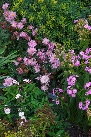 Chrysanthemum 'Grape Glow'