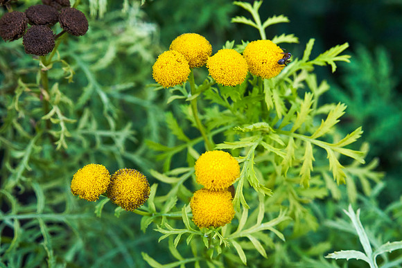Tansy 'Isla Gold'