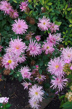 Chrysanthemum 'Grape Glow'