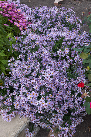 Chrysanthemum 'Ryan's Pink'
