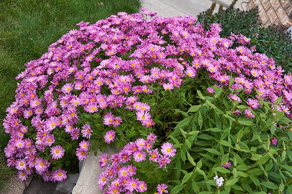 Chrysanthemum 'Mammoth Dark Pink'