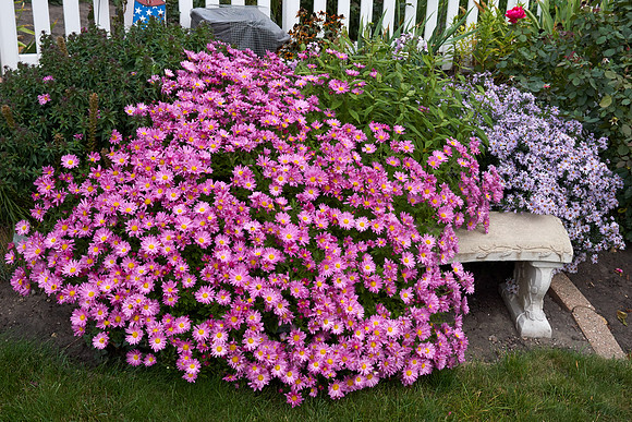 Chrysanthemum 'Mammoth Dark Pink'