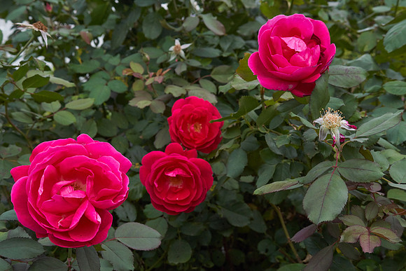 Rose 'Winnipeg Parks'
