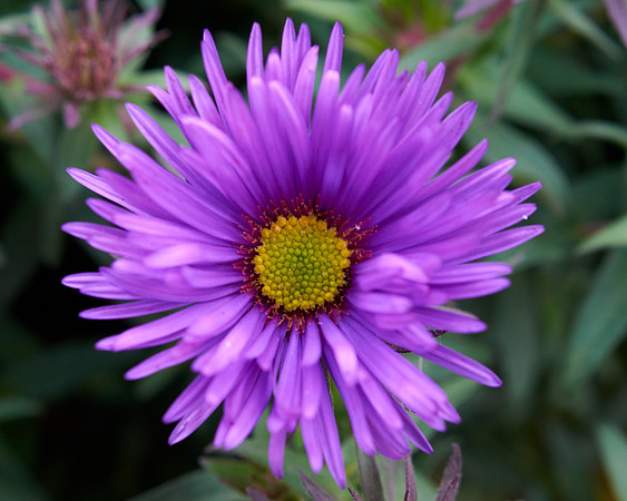 Aster, New England 'Purple Dome'