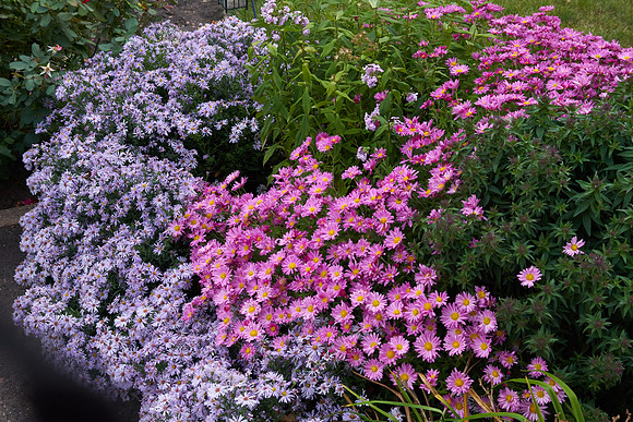Chrysanthemum 'Mammoth Dark Pink'