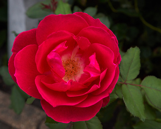 Rose 'Winnipeg Parks'