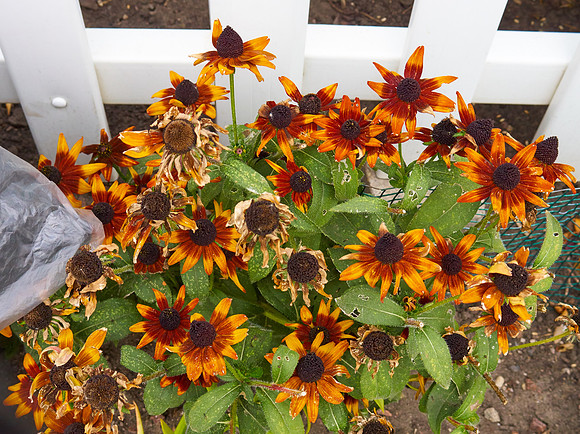 Rudbeckia 'Autumn Forest'