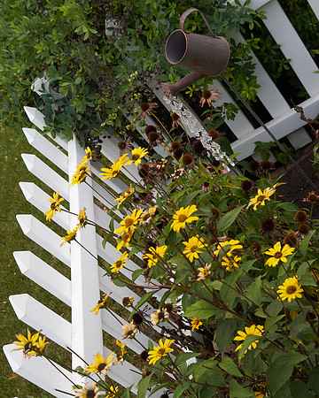 Heliopsis 'Loraine Sunshine'