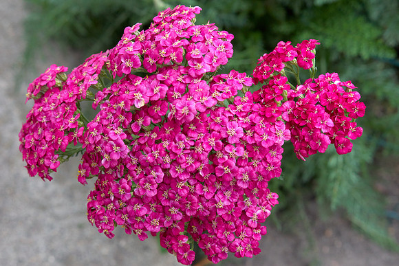 Yarrow pink