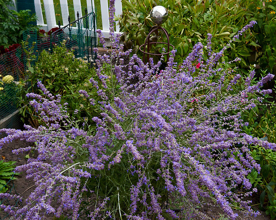 Sage, Russian 'Little Spire'