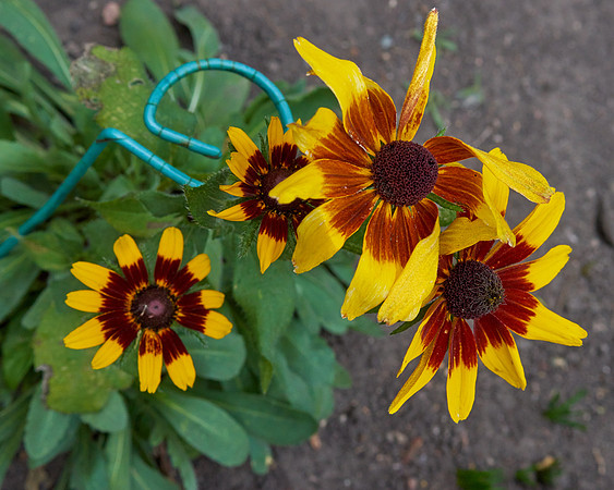 Rudbeckia 'Cappuccino'