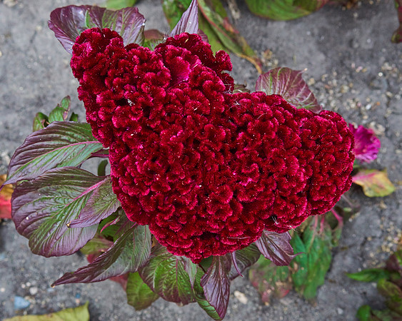 Celosia 'Gypsy Queen'