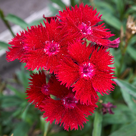 Dianthus 'Rockin' Red'