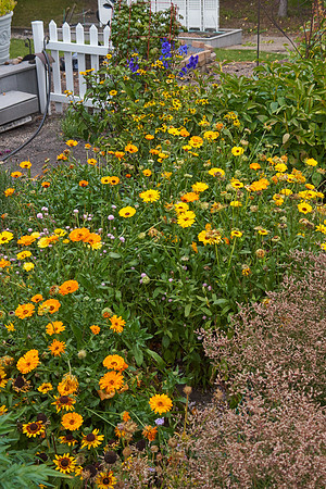 Rudbeckia 'Denver Daisy'
