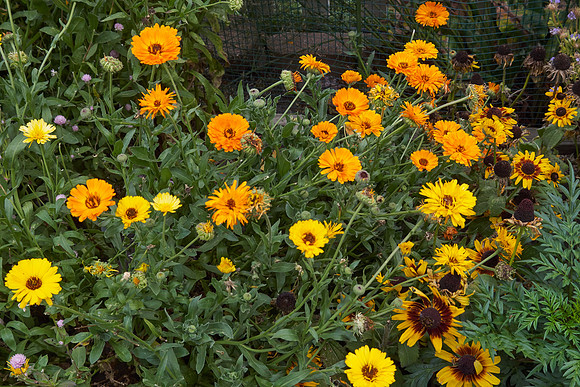 Garden, Annual Boxes
