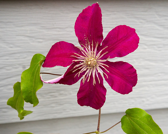 Clematis 'Niobe'