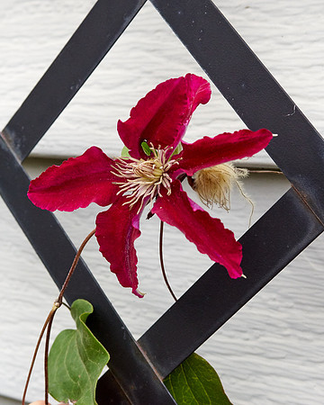 Clematis 'Niobe'
