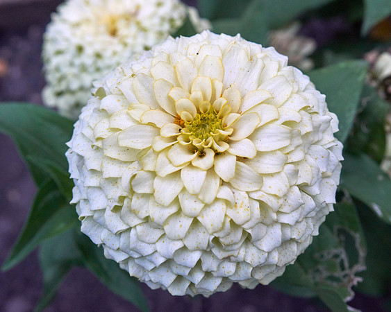 Zinnia 'White Wedding'