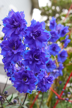 Delphinium 'Pagan Passion'