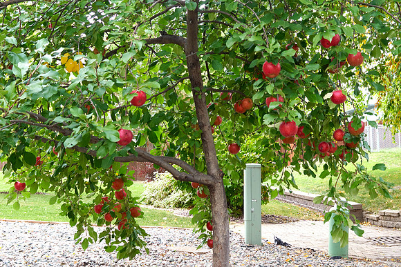 Apple Tree