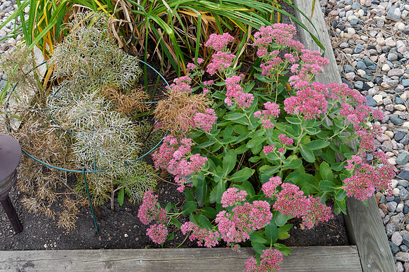 Sedum 'Autumn Joy'