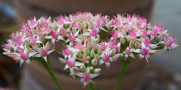Sedum 'Lady's Mantel'
