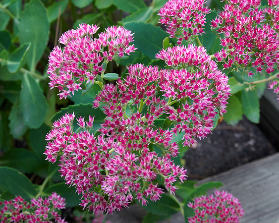 Sedum 'Autumn Joy'