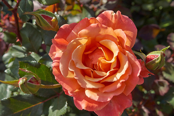 Rose 'Tuscan Sun'