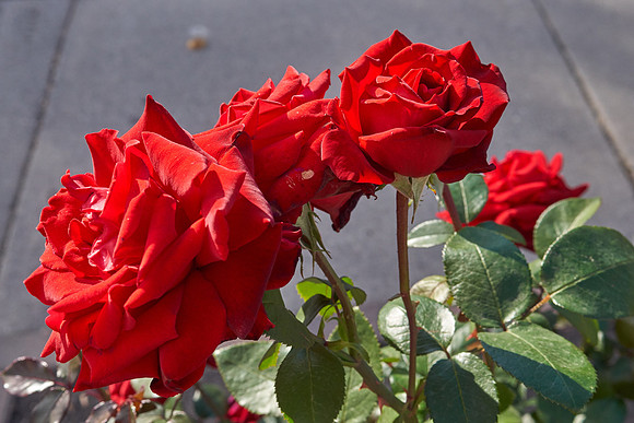 Rose 'Ingrid Bergman'
