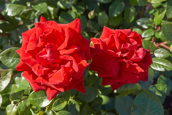 Rose 'Ingrid Bergman'