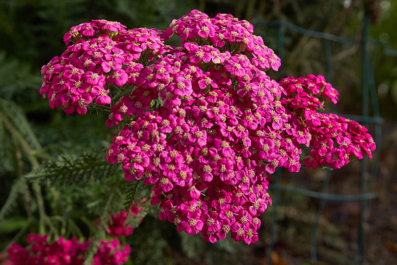 Yarrow pink