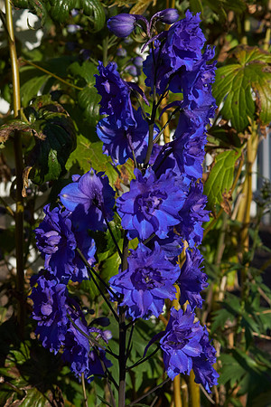 Delphinium 'Pagan Passion'