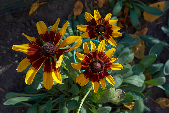 Rudbeckia 'Cappuccino'