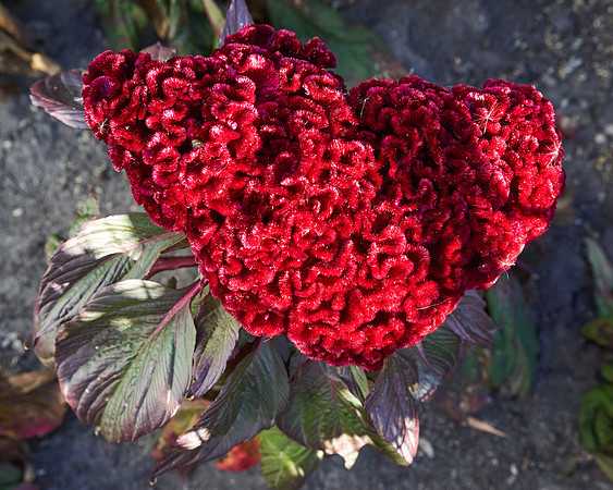 Celosia 'Gypsy Queen'