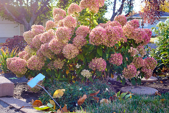 Hydrangea 'Little Lime'